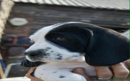 Mixed Breed dogs for sale: Basset X Springer puppies  - Image 5