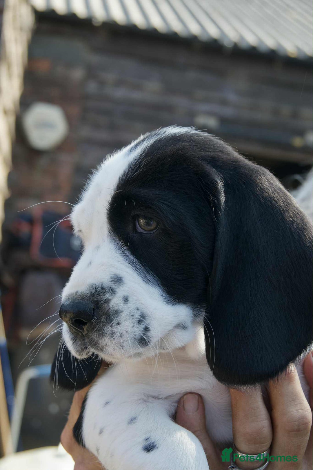 Mixed Breed dogs for sale: Basset X Springer puppies  - Image 5