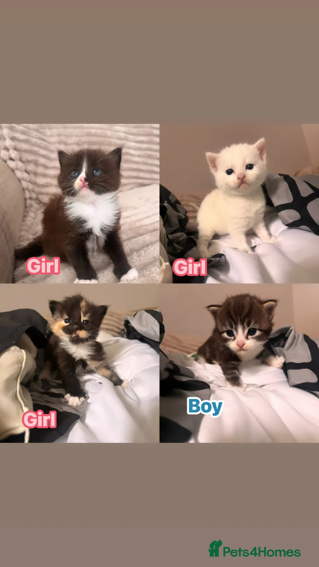 Turkish Angora cats for sale: Fluffy  Kittens Looking for Their Forever Homes  - Advert 1