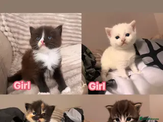 Turkish Angora cats Beautiful Kittens Looking for Their Forever Homes - Advert 1