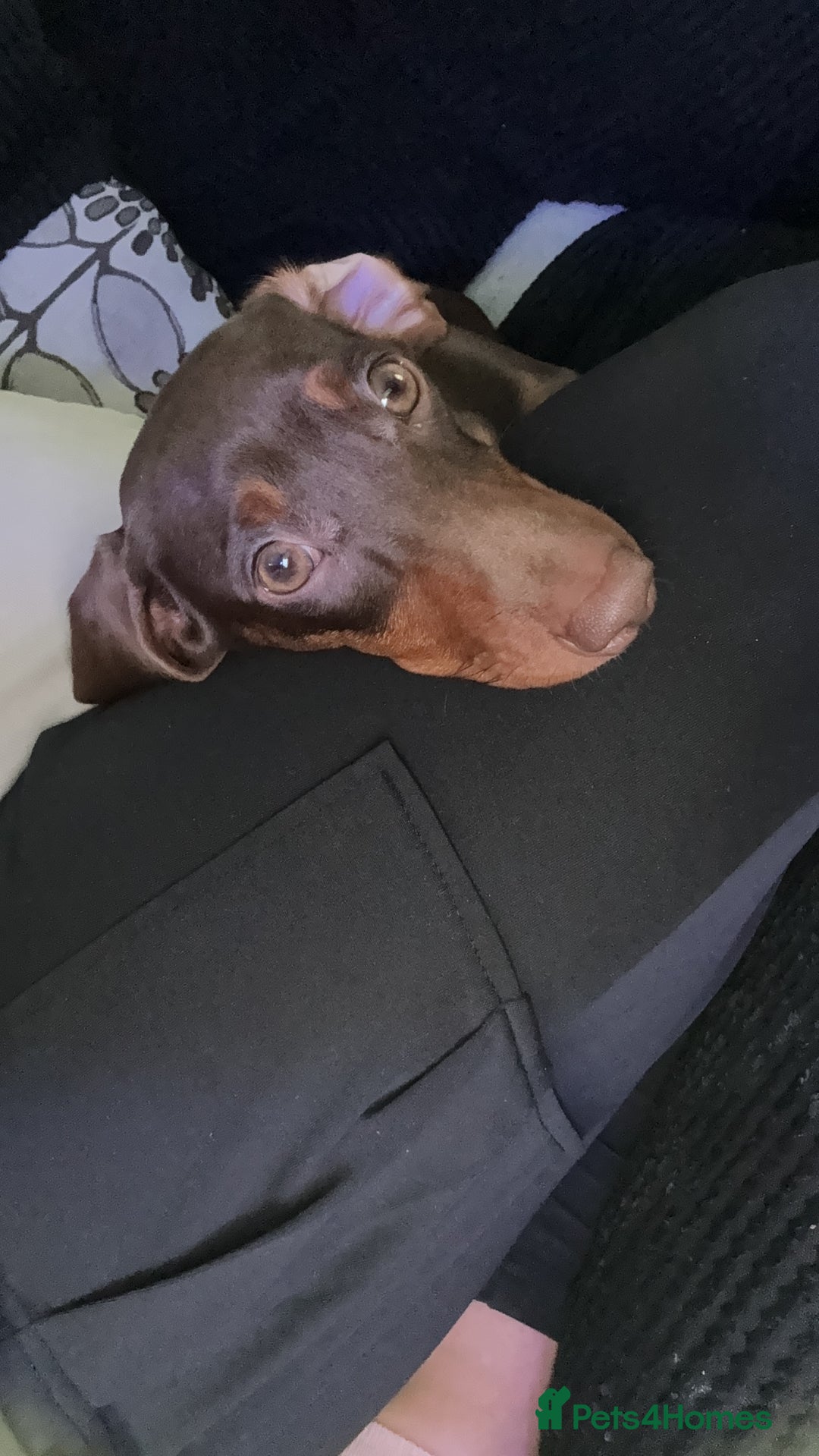 Miniature Dachshund dogs for sale: Miniature dashhound  - Advert 1