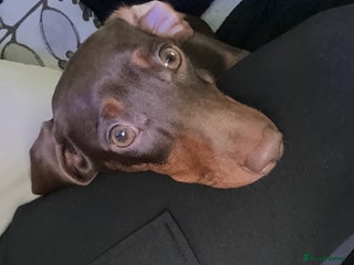 Miniature Dachshund dogs Miniature dashhound - Advert 1