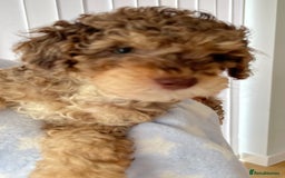 Cockapoo dogs for sale: Unique & stunning full DNA tested Cockapoo puppies - Image 34