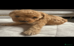 Toy Poodle dogs for sale: Beautiful toy poodle puppies - Image 6