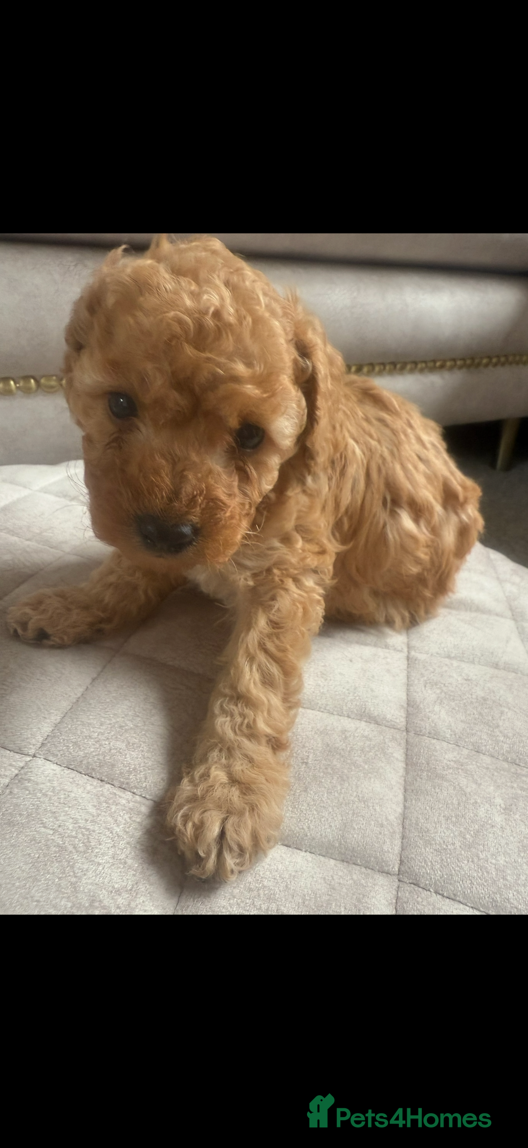 Toy Poodle dogs for sale: Beautiful toy poodle puppies - Image 6