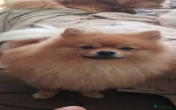 Pomchi dogs for sale: Fluffy Pomeranian Puppies - Image 8