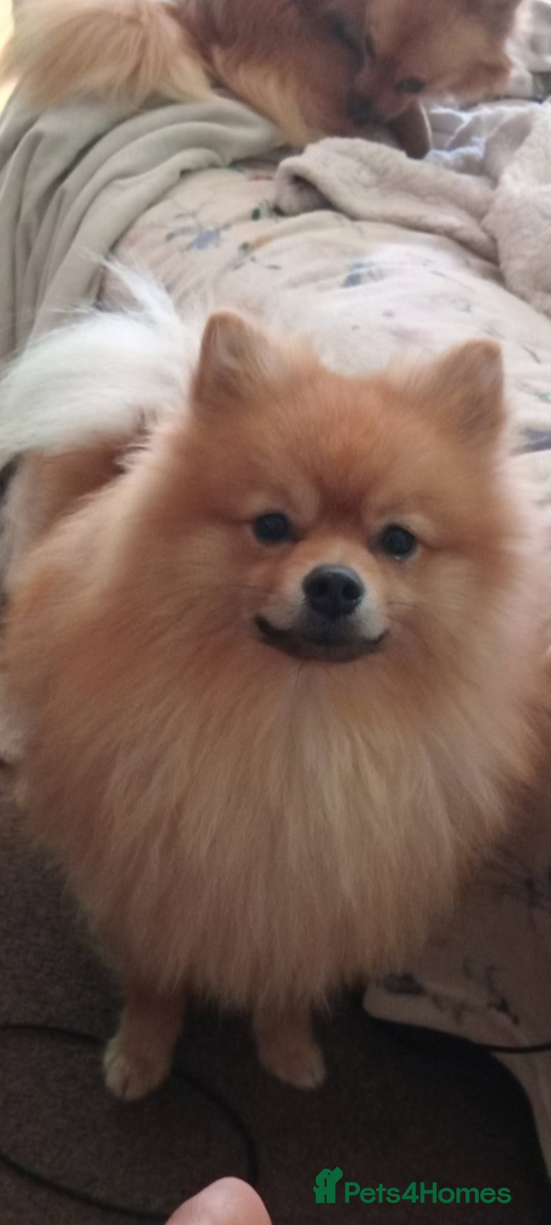 Pomchi dogs for sale: Fluffy Pomeranian Puppies - Image 8