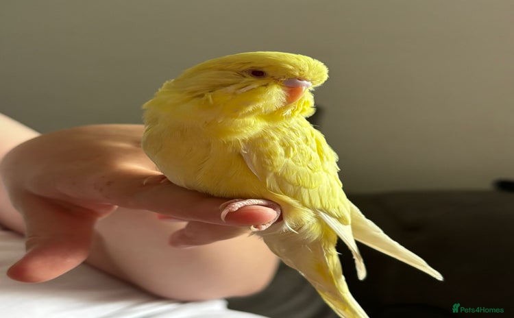 Budgerigars birds - Advert 3