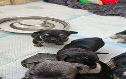 Mixed Breed dogs for sale: 3/4 French bulldog 1/4 Pomeranian Puppies - Image 6