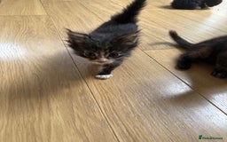 Mixed Breed cats for sale: Mixes breed kittens for sale  - Image 14
