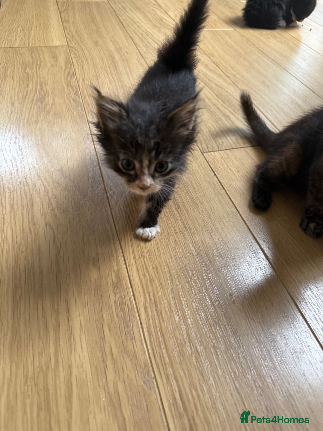 Mixed Breed cats for sale: Mixes breed kittens for sale  - Image 14
