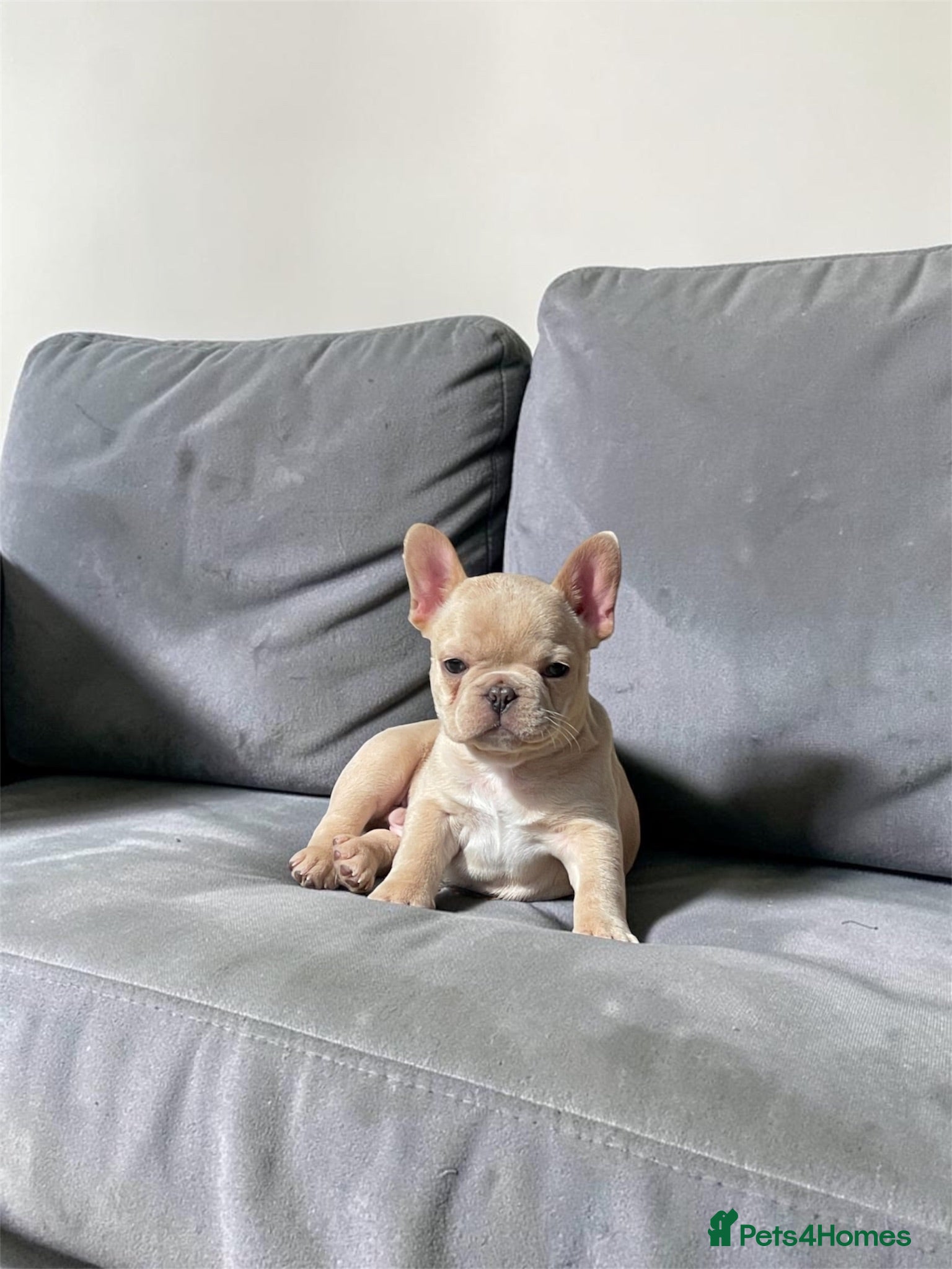 French Bulldog dogs for sale: Quality French Bulldog Puppies  - Advert 1