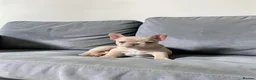 French Bulldog dogs for sale: Quality French Bulldog Puppies  - Advert 4