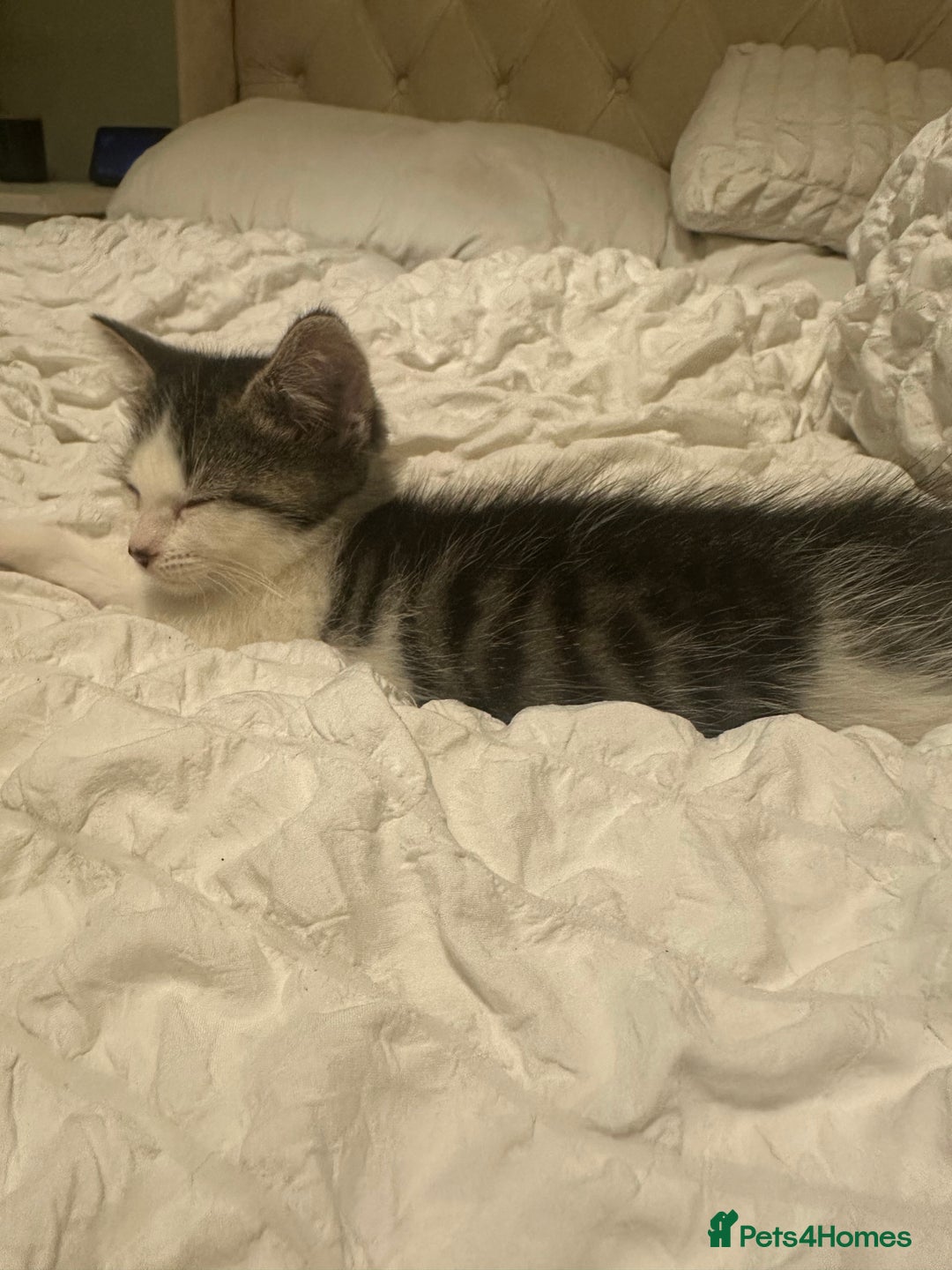 Mixed Breed cats for sale: Persian mixed bread kittens  - Advert 5