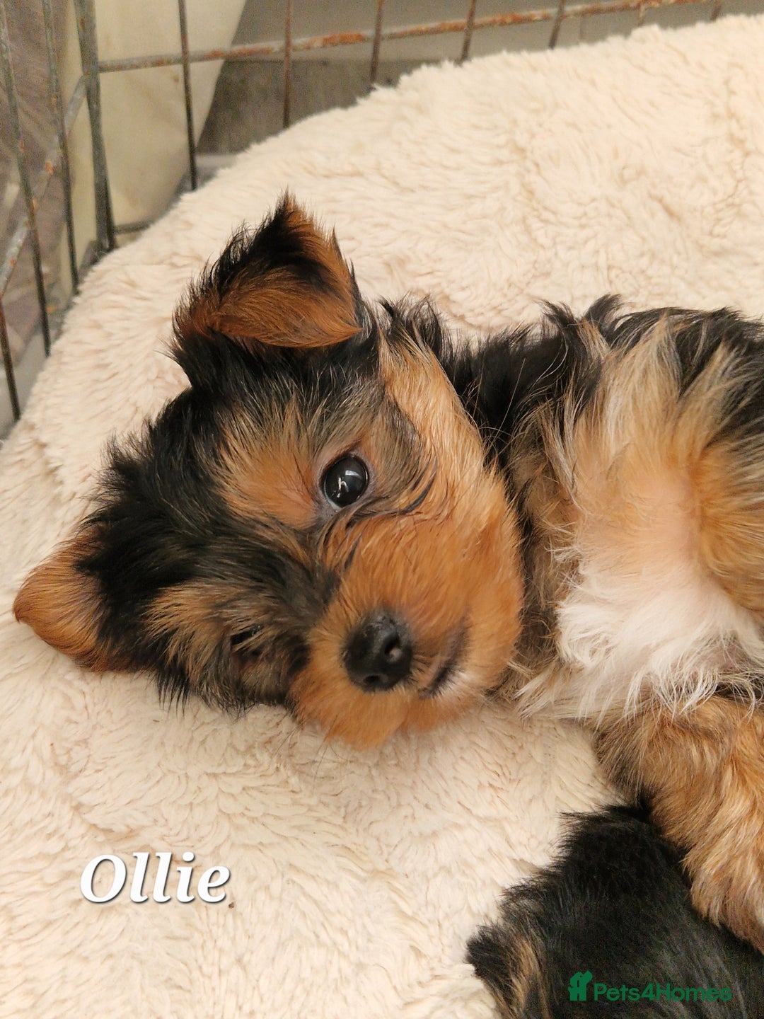 Yorkshire Terrier dogs for sale: Beautiful yorkie puppies - Advert 7