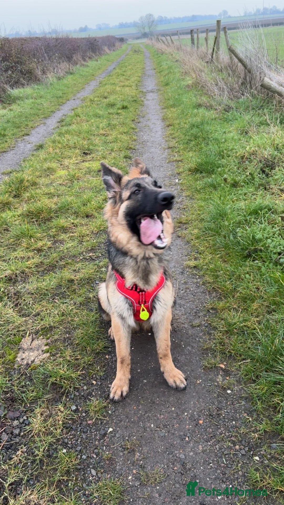 German Shepherd dogs for sale: Female German shepherd  in Rushden - Advert 4