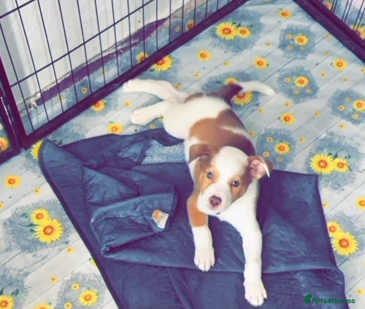 Mixed Breed dogs 1 puppy  - Advert 1