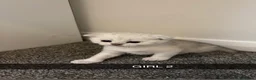 Scottish Fold cats for sale: Scottish fold kittens  in Swindon - Advert 3