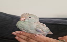 Parakeets birds for sale: Hand-reared Kakariki Chicks  - Image 2