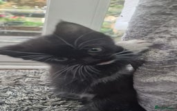 Mixed Breed cats for sale: 😻 Scottish Mix Cuties - Image 3