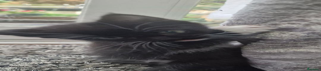 Mixed Breed Kitten 2