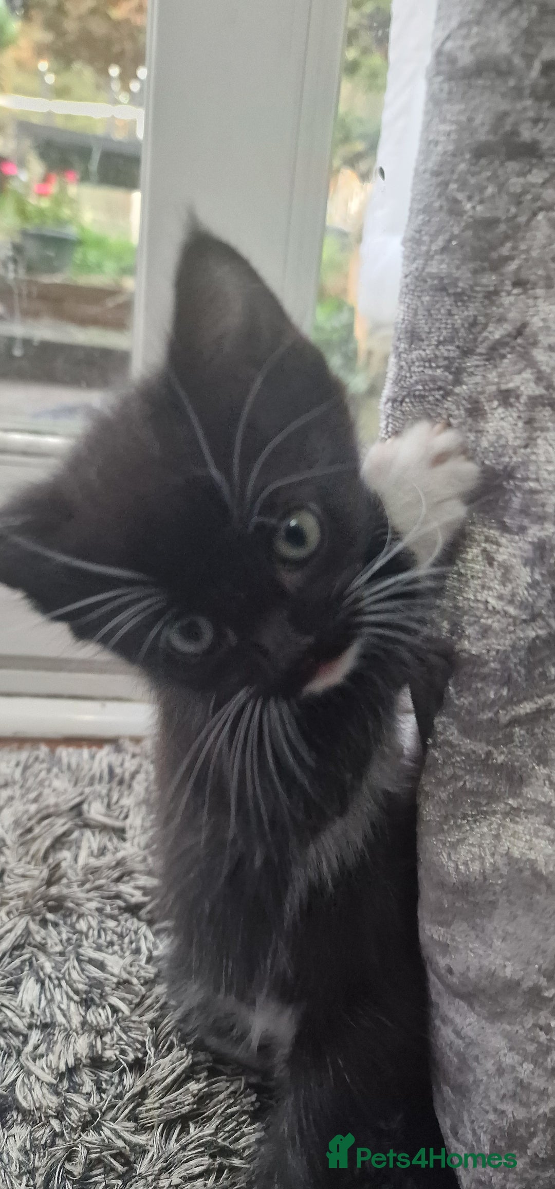 Mixed Breed cats for sale: 😻 Scottish Mix Cuties - Image 3