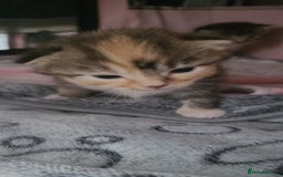 Mixed Breed cats for sale: Male and Female Cats - Image 3