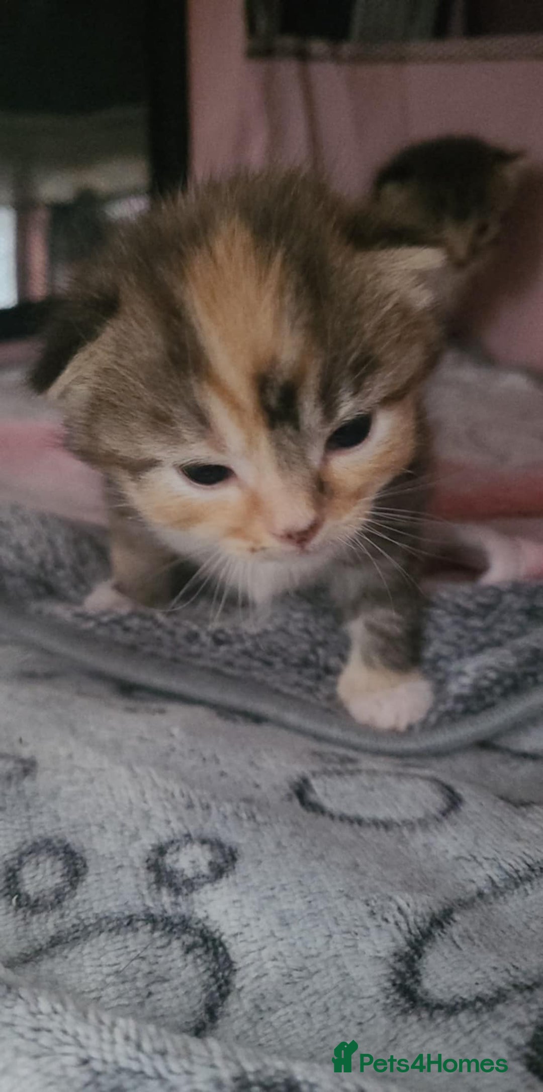Mixed Breed cats for sale: Male and Female Cats - Image 3