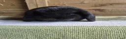 Mini Lop rabbits for sale: Mini lop babies - Advert 2