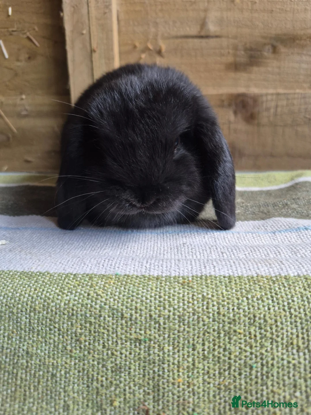 Mini Lop rabbits for sale: Mini lop babies - Advert 2