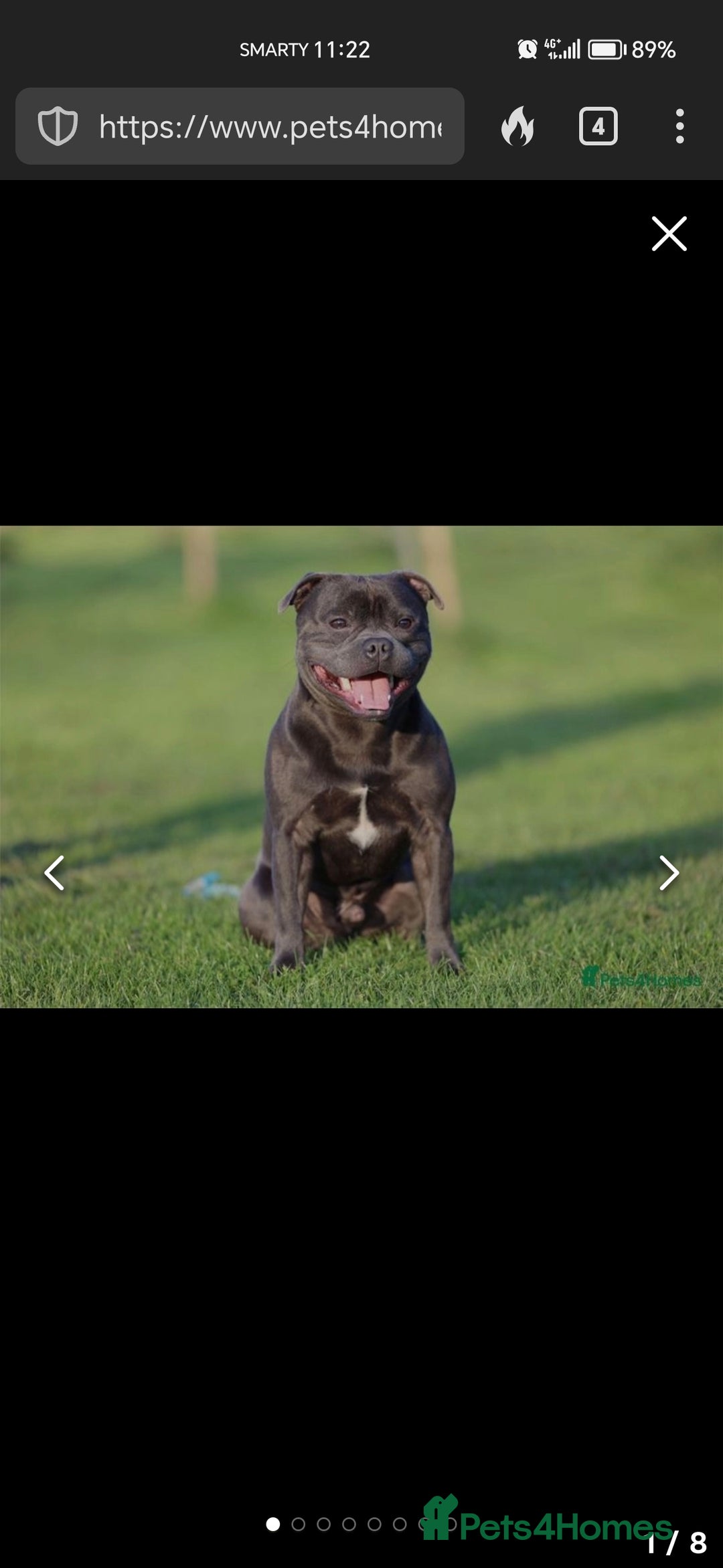 Staffordshire Bull Terrier dogs for sale: Blue chunky Staffordshire pups - Advert 8