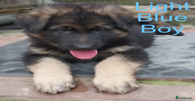 German Shepherd dogs - Advert 12