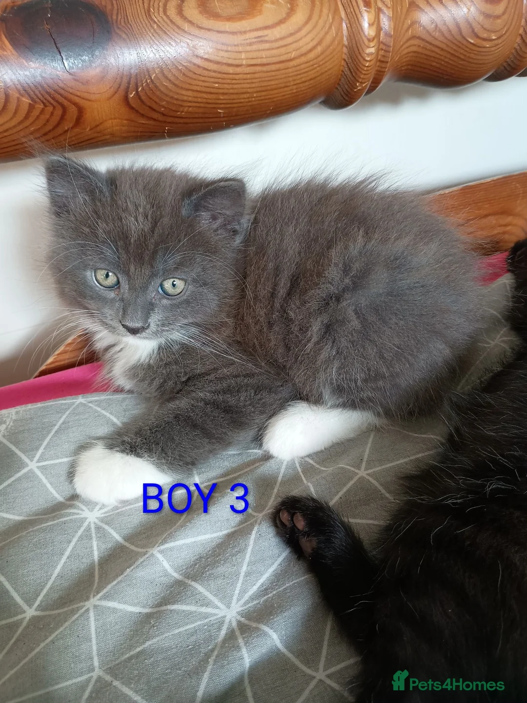 Mixed Breed cats for sale: Beautiful Ragdoll Mix kitten looking for anew home - Advert 2