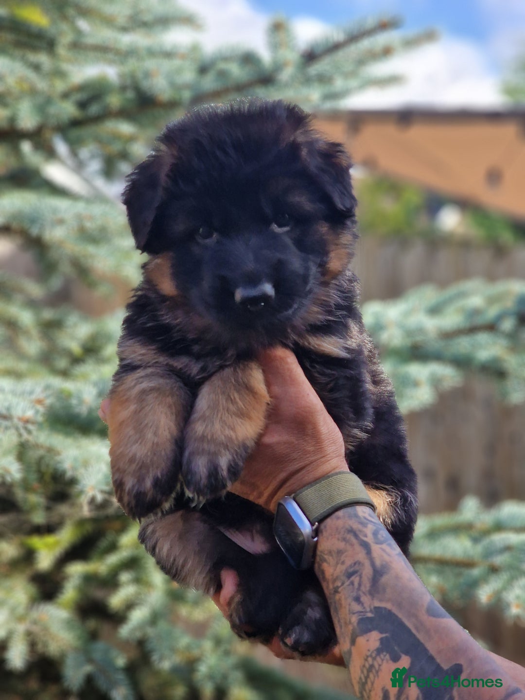 German Shepherd dogs for sale: German shepherd puppies KC register  - Image 2