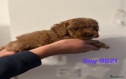 Cockapoo dogs for sale: DEEP RED COCKAPOOS READY NOW - Image 14