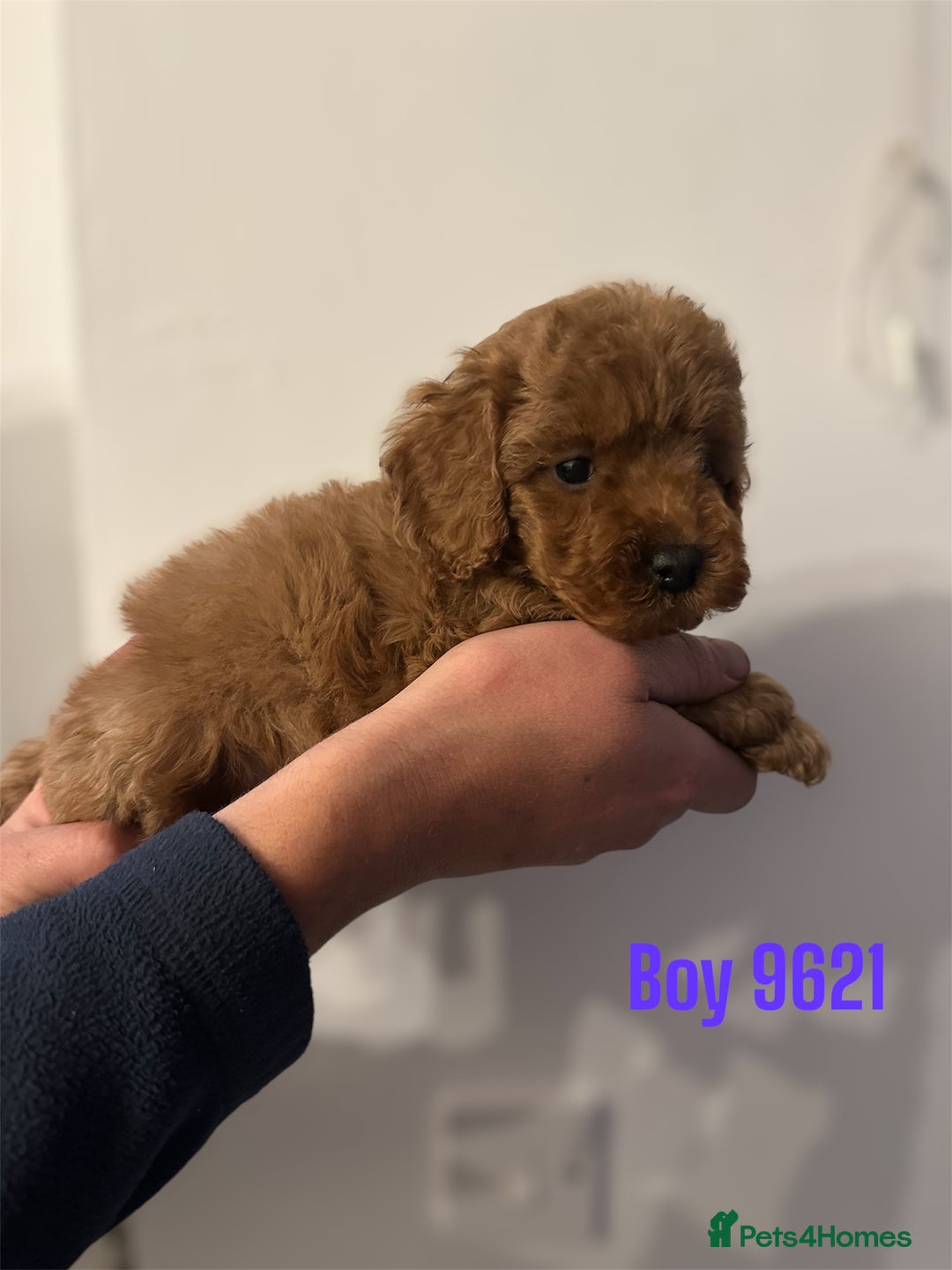 Cockapoo dogs for sale: DEEP RED COCKAPOOS READY NOW - Image 14