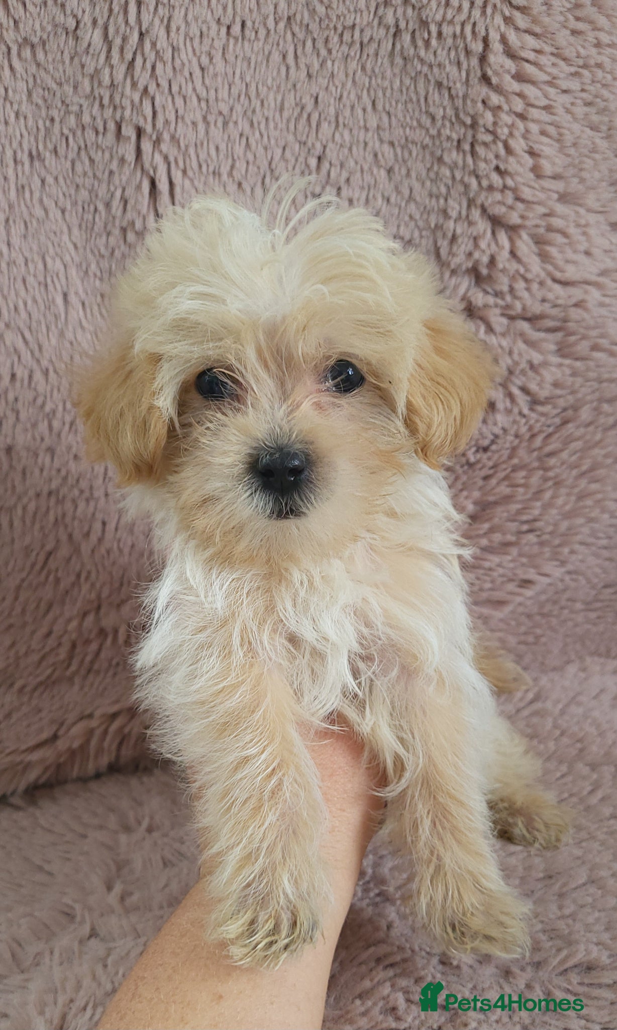 Morkie dogs Morkie puppies 5 🌟 licence breeder  - Advert 2