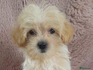 Morkie dogs Morkie puppies 5 🌟 licence breeder - Advert 2