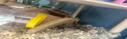 Hamster rodents for sale: Mochi  in Worthing - Advert 8