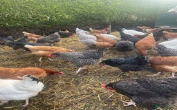 Chickens poultry for sale: Laying hens for sale - Image 3