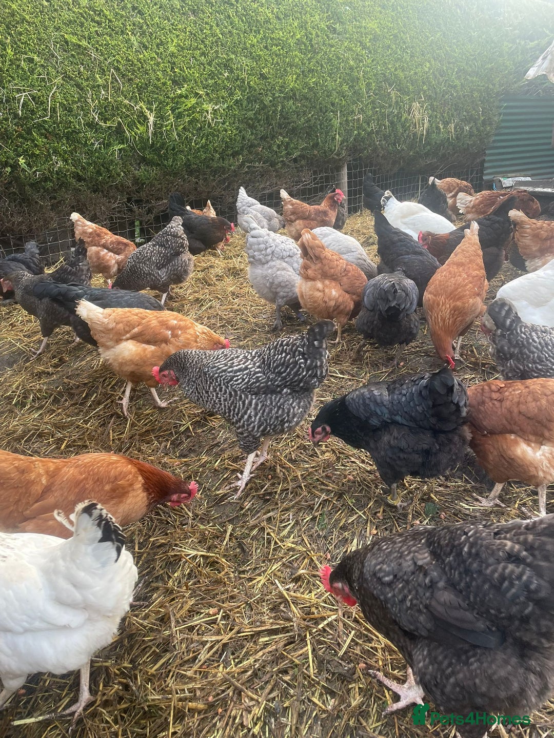 Chickens poultry for sale: Laying hens for sale - Image 3