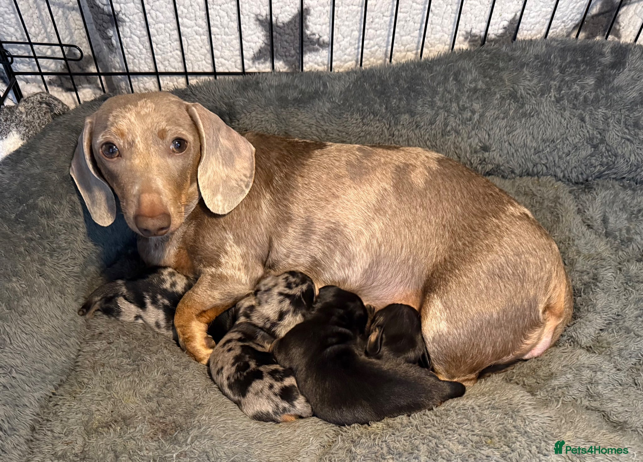 Miniature Dachshund dogs Miniature Dachshund - Advert 5