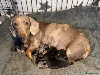 Miniature Dachshund dogs Miniature Dachshund - Advert 5