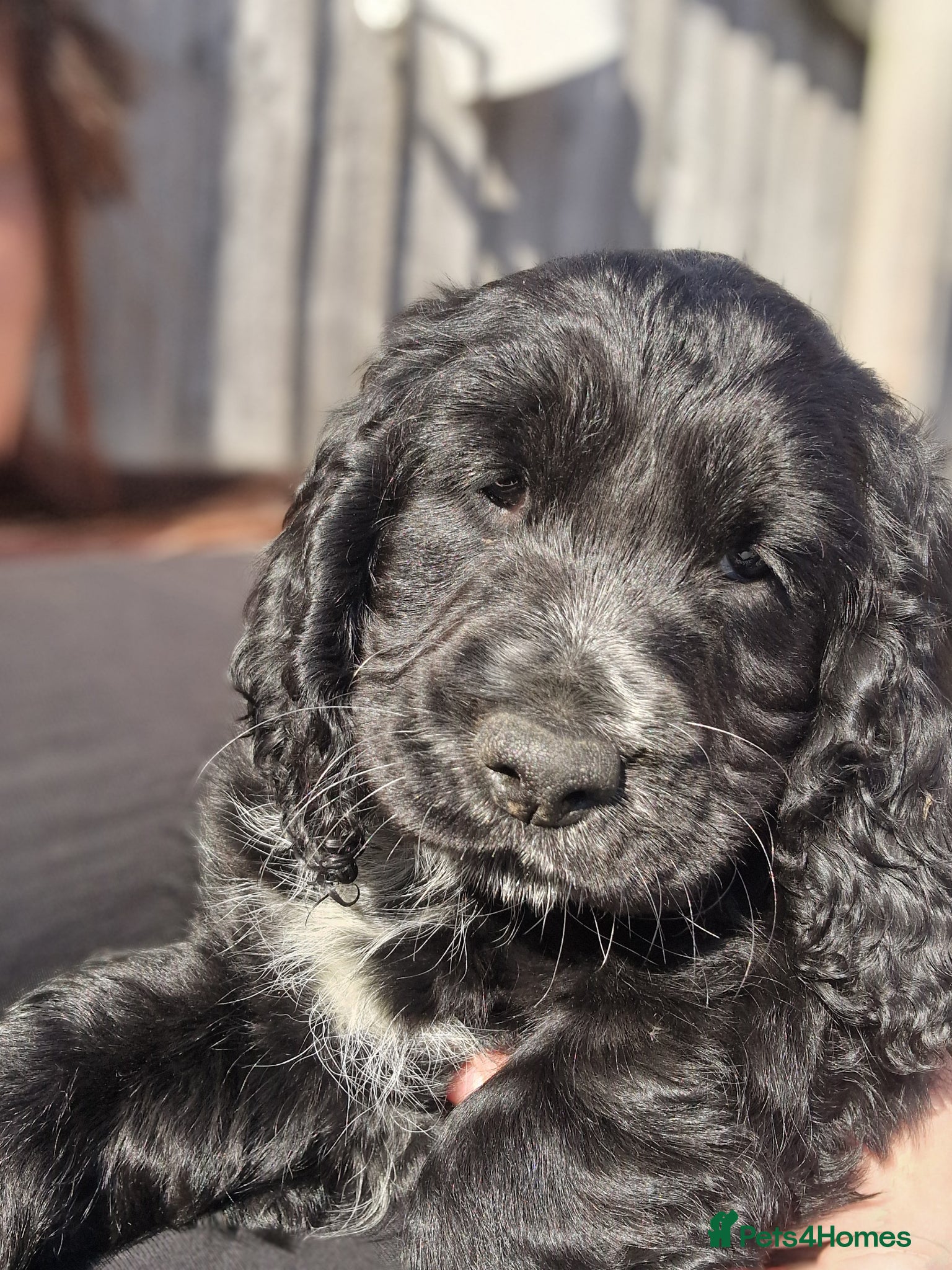 Sprocker dogs 2 BEAUTIFULL SPROCKERS FOR SALE, READY TO LEAVE! - Advert 5