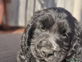 Sprocker dogs 2 BEAUTIFULL SPROCKERS FOR SALE, READY TO LEAVE! - Advert 13