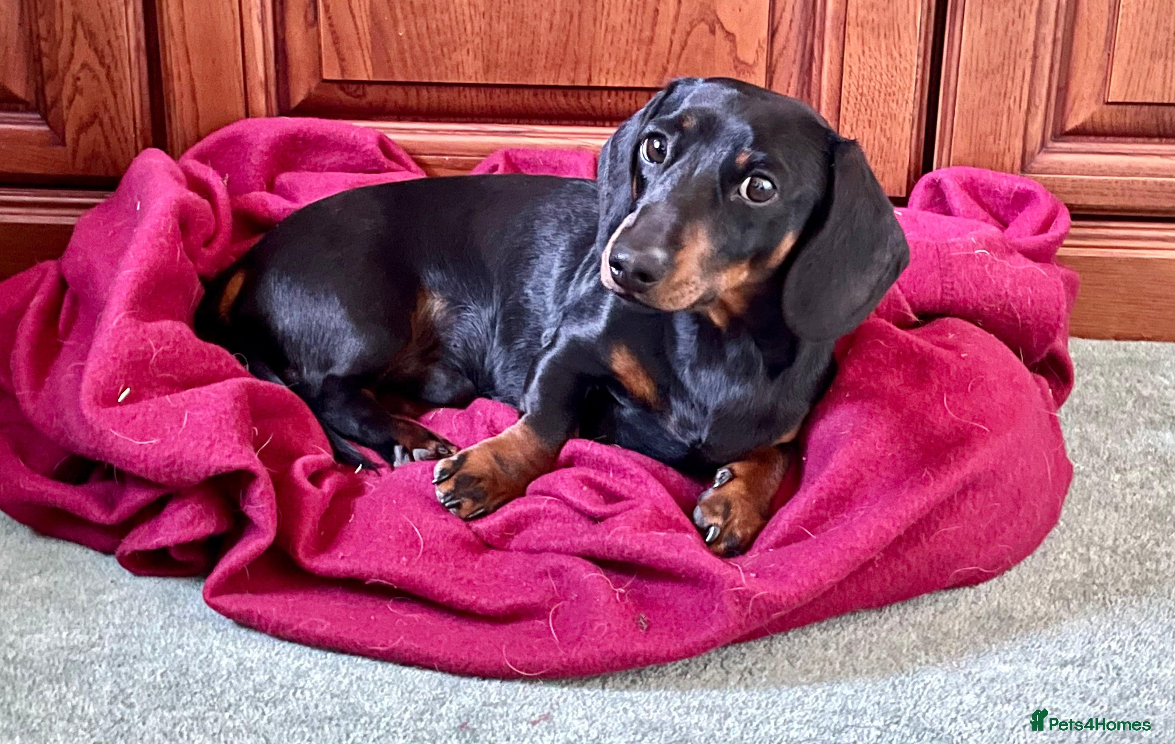 Miniature Dachshund dogs Miniature Dachshund Stud Short Haired in Colchester - Advert 2