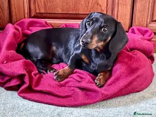 Miniature Dachshund dogs Miniature Dachshund Stud Short Haired in Colchester - Advert 2