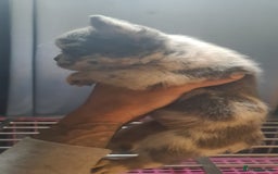 French Bulldog dogs for sale: ✨ Enchanted Frenchie Puppies Ready Now! ✨ - Advert 15