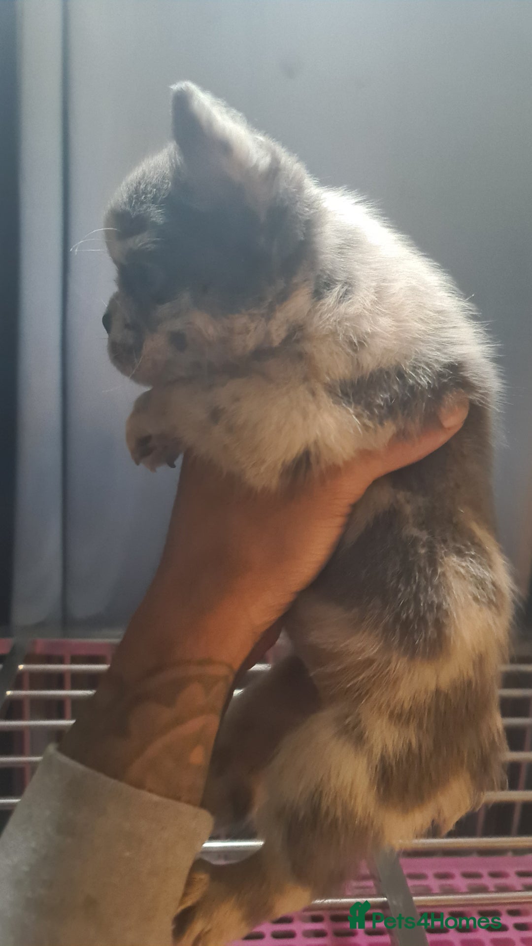 French Bulldog dogs for sale: ✨ Enchanted Frenchie Puppies Ready Now! ✨ - Advert 15