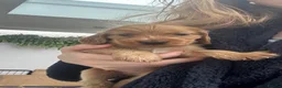 Cocker Spaniel dogs for sale: Beautiful pedigree English show cocker puppies 🐾 in Knutsford - Advert 35